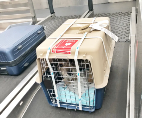 九龙坡宠物托运 宠物托运公司 机场宠物托运 宠物空运